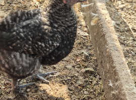 Silkie x Pekin 9 week old hen