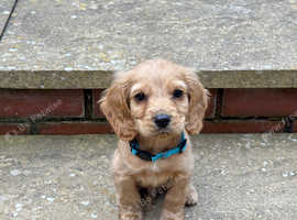 Cocker Spaniel Puppy + everything you need!