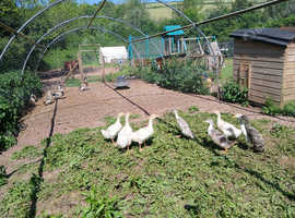 4 goslings (embden x toulouse )