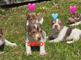 Jack Russell pups