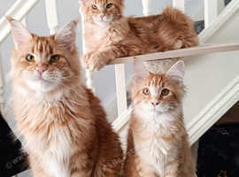 Kittens Maine Coon