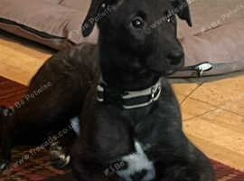 English Deerhound Male
