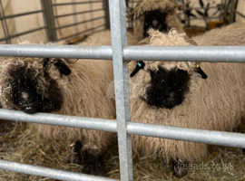 Rare black nose Valais from Switzerland for sale
