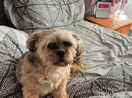 Adult Lhasa Apso's