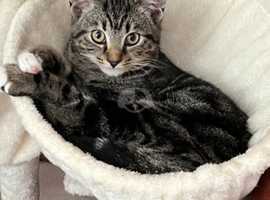 Friendly Tabby (Cookie) needs a forever home