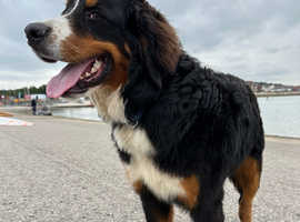 10 month old Bernese mountain dog