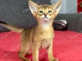 Make Abyssinian Kitten