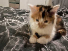 Calico for sale kitten 9 weeks old