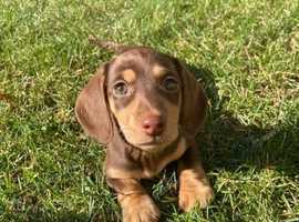 Adorable Dachshund puppies