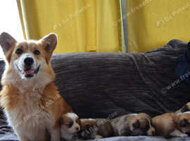 Gorgeous Pembrokeshire corgi puppies