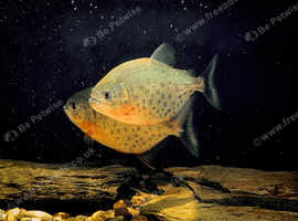 Red bellied piranhas x2