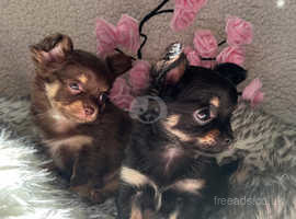 Chihuahuas long haired