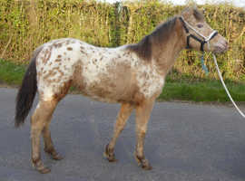 Rare Champagne Spotted Filly