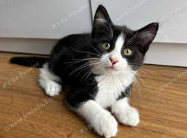 10-Week-Old Female Kitten for Sale