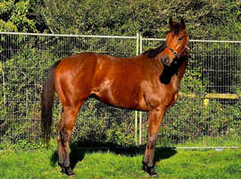 Stunning 16.0 / 16.1 Blank canvas 4year old