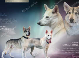 Northern Inuit Litter Planned for 2026