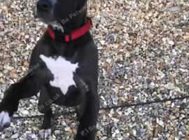 Layler girl staffy
