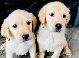 Labrador Puppies