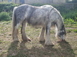 13.2 Hermits Cob Mare