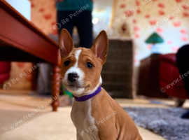 1 beautiful puppy left