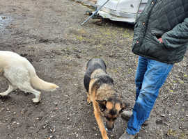 Farm dogs to rehome