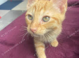GINGER BOY SIAMESE/SPHINX FOR SALE