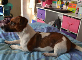 10-Month-old Male Jack Russell (Tri-colour mostly Brown & White, short hair and short-legged) Called "PEBBLES"