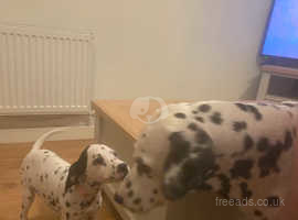 Last two spotty Dalmatian boys ready to leave now