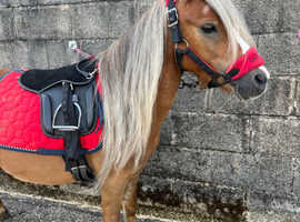 Welsh Riding Pony Projects age 5/6 £900 each. Non Ridden Mini-Welsh Companions £450 each. Various Cobs various fees.  Not for Profit