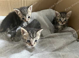 3 tabby boy kittens