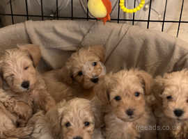 Adorable f1 Schnoodle Pups