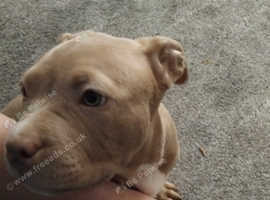 Ready to leave american pocket bully