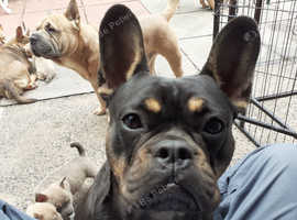 Mum's full French bulldog dads half French bulldog Cross chow chow