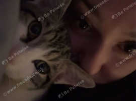 Kitty