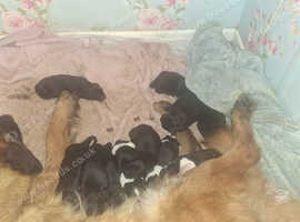Newfoundland x Puppies