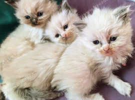 Beautiful Ragdoll Kittens