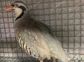 Chukar partridges