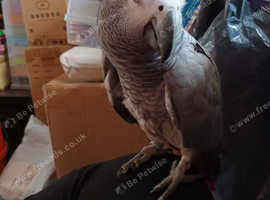 African grey parrot  called smokey