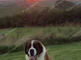 St Bernard stud