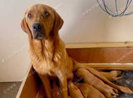 Beautiful Fox Red Labrador Puppies