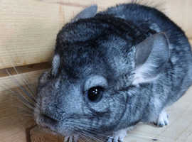 2x Chinchilla Males, 4 Months old