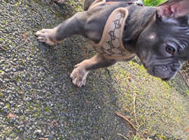 Male pup french bulldog readvertised due to time waster