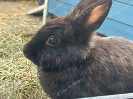 Female Rabbits
