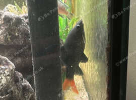 Medium sized red tipped shark