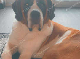 Beautiful St Bernard ( NALA )