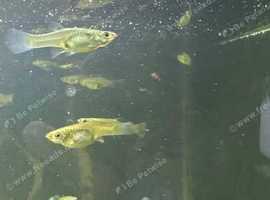 Endler guppies and BN Plec for sale