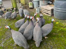 12 Guinea Fowl hatching eggs