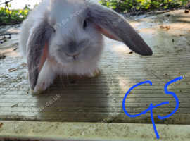 french lops one female left serious enquiries only