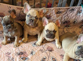 Pure french best sale bulldog price