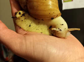 Baby giant African land snails
